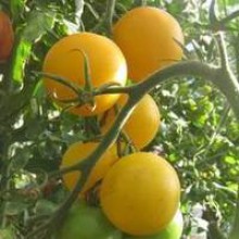 Редкие сорта томатов Желтый шар 
